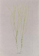 Alois Auer von Welsbach Stalks of grass painting